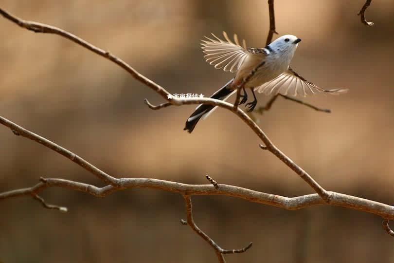 野鳥観察 シマエナガ特集12 宇宙探偵