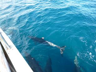 イルカと 未確認生物 野生のイルカウォッチング