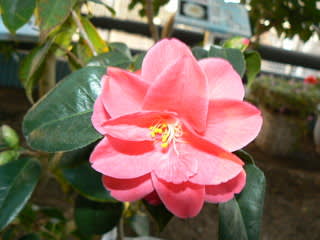 羽衣　はごろも　椿 楽天市場】2025年2月～4月開花苗 椿 羽衣 はごろも 苗木