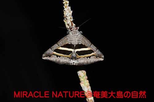 麦角菌に侵されたイネ科植物から蜜を吸う蛾 その２ ナカグロクチバ Miracle Nature 奄美大島の自然観察