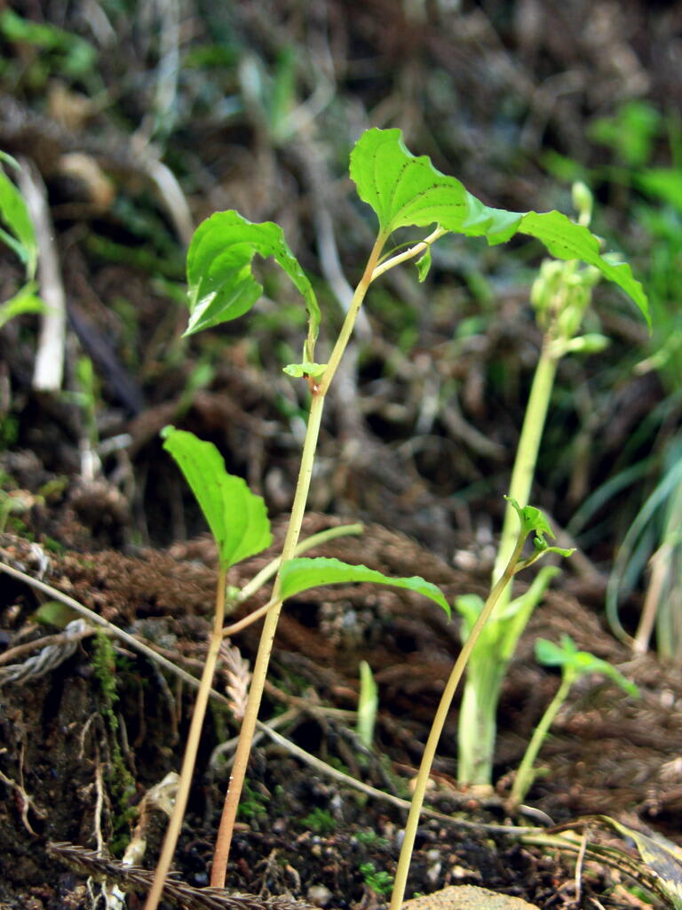 季節の野草　１０の画像