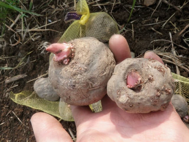 こんにゃく芋を植えてみました 無農薬 自然菜園 自然農法 自然農 で 自給自足life 持続可能で豊かで自然な暮らしの分かち合い