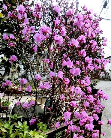 春に花咲く木 続編 花と徒然なるままに
