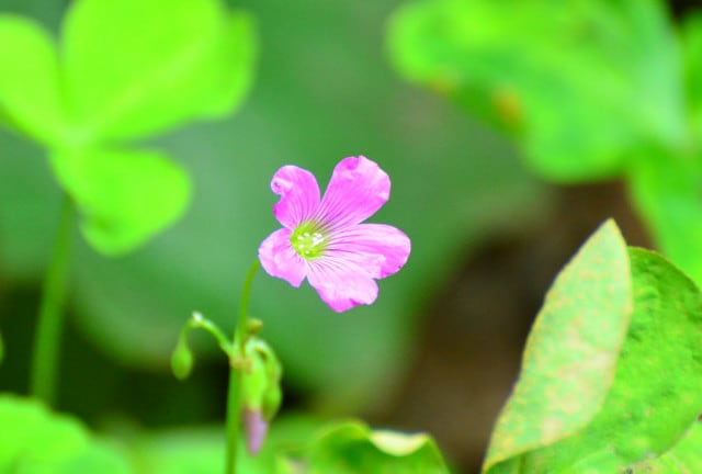 6月の雑草花2 行く川の流れ