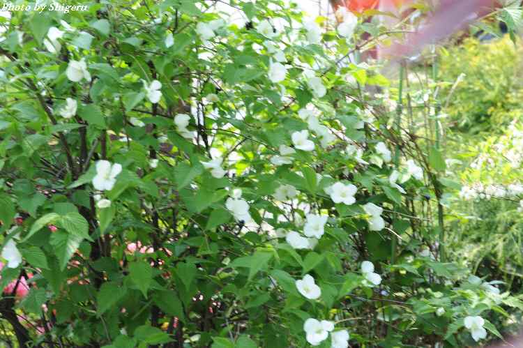 我家の庭の花 シロヤマブキ 白山吹 茂ちゃんの春夏秋冬フォト ジャーニー