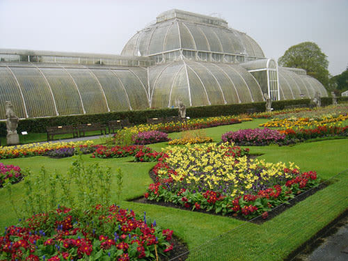 キュー王立植物園 イギリス 草花図