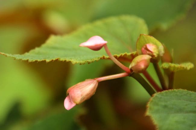 庭の花