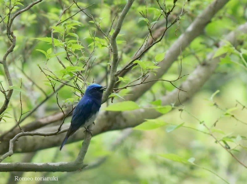 青い鳥 山の森にて 気楽にとり 鳥 撮り 歩き