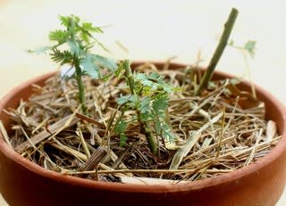 ダメ元で挿し木とか種蒔きとか 宮古島のゆったり生活 ダメ元で挿し木とか種蒔きとか 宮古島のゆったり生活