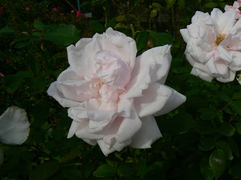 「薔薇」のブログ記事一覧-LOVE＆FLOWERこれくしょん