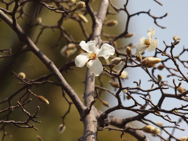 ドングリの発芽 ベランダ 53 大山鹿さんの晴れ後 丹沢 金時 高尾 そして ｃ級グルメ