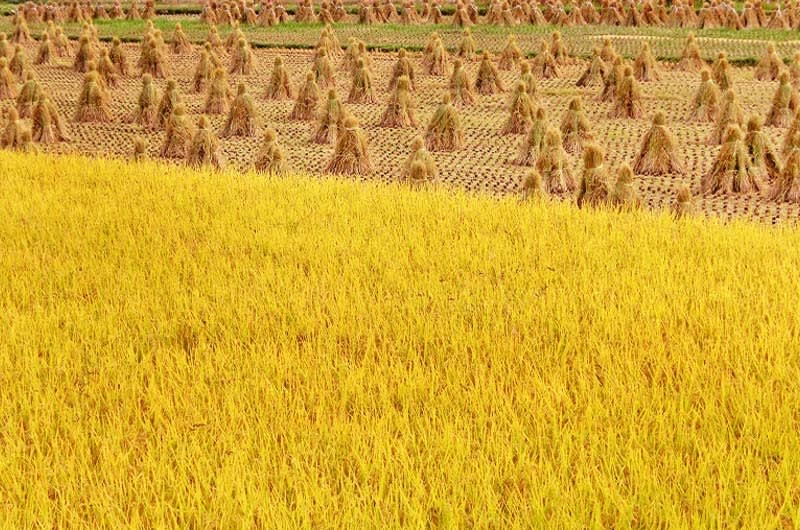 花彩々 稲穂 花彩々 四季を彩る草花をコンデジやｐｃ画で綴る 混彩々ブログです 画面下の 画像一覧 を覗き見て頂けば幸です