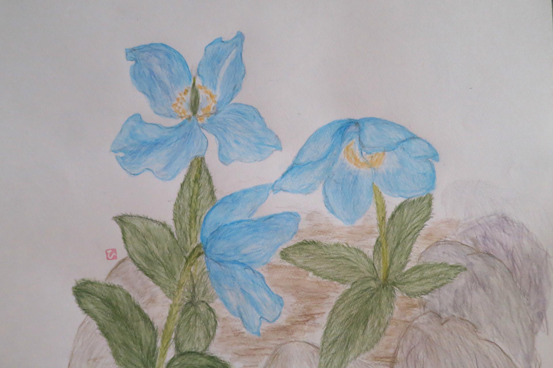 青いケシの花 ひろ子の絵手紙 絵画日記