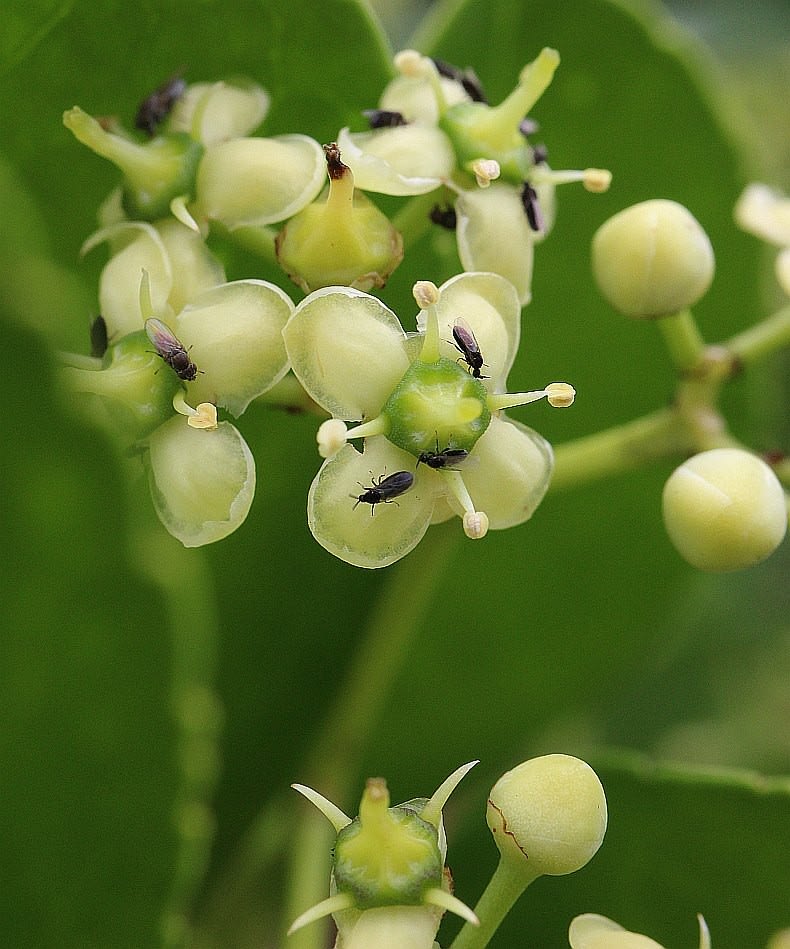 マサキ 花の生涯 アブリル どこにでもあり どこにもない マサキ 花の生涯 アブリル どこにでもあり どこにもない