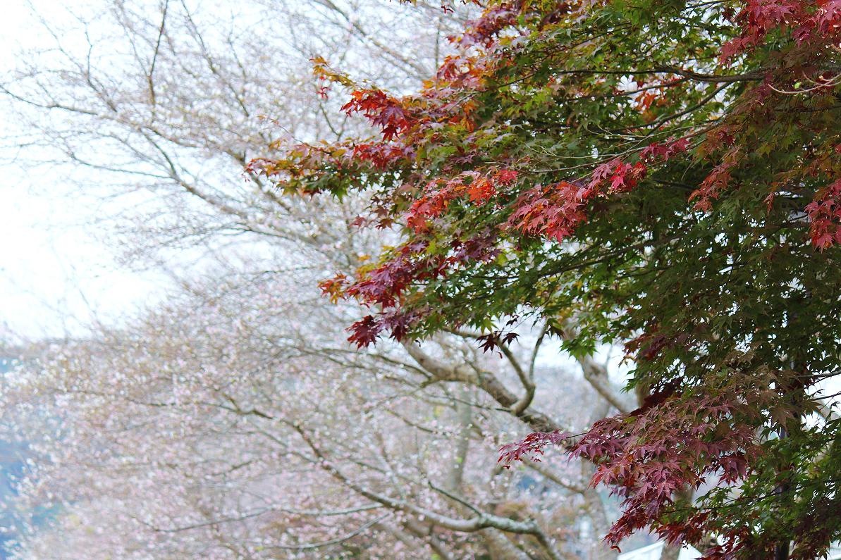 小原四季桜の画像