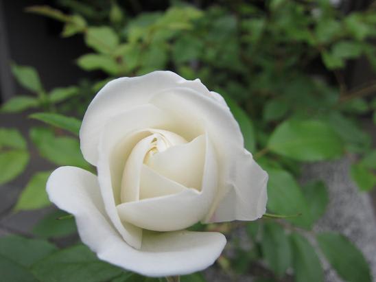 かわいい白バラ トールペイントと薔薇と愛犬との日々 Atelier Bouquet