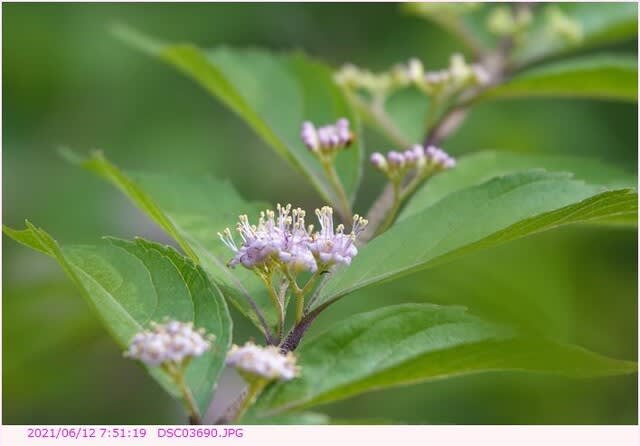 コムラサキ 花と青い実 都内散歩 散歩と写真 コムラサキ 花と青い実 都内散歩 散歩と写真