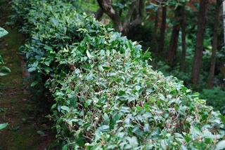 お茶の木の整枝剪定をしました みかん栽培と その周辺の四季