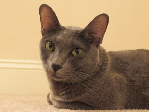 お耳が真っ赤。。。 - コラットキャットFAN研究レポート