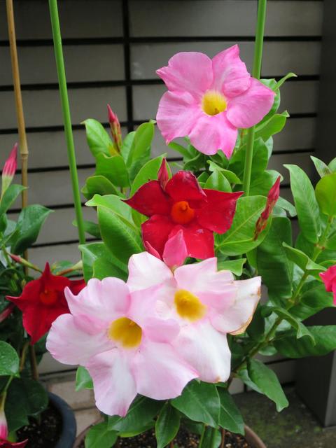 マンデビラ 家 春夏秋冬 花 Mikio