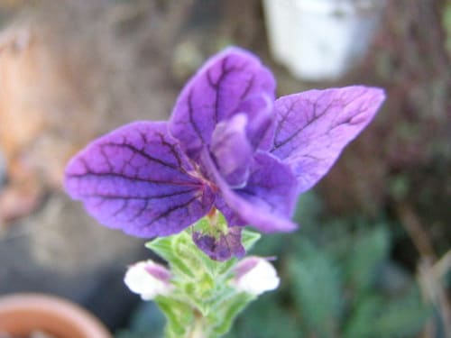 Salvia Viridis サルビア ビリディスの花 Painted Sageペインテッドセージ モノトーンでのときめき