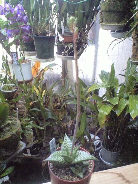 こちらは取引中ですアロエ千代田錦ぷくぷく赤ちゃん多肉植物