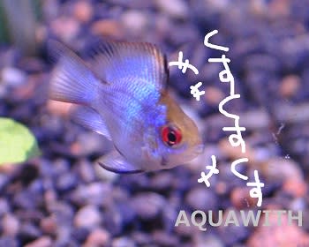 幸せの青い魚 アクアウィズのオススメ 熱帯魚