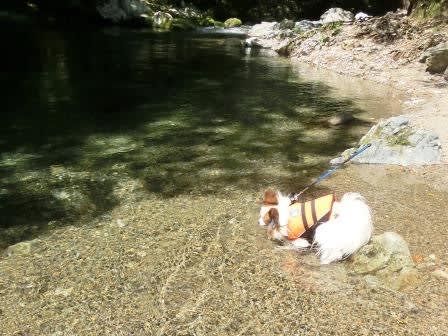 天川村で川遊び その1 愛犬しん君が行く 天川村で川遊び その1 愛犬しん君が行く