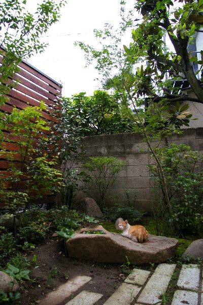 庭を愛する猫