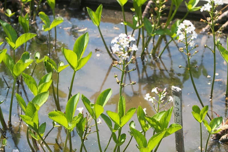 水辺に咲く花 水辺の木 東十条探偵団２