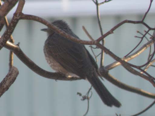 鳴きまね上手 ヒヨドリ について考える 団塊オヤジの短編小説goo