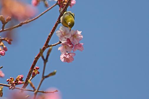 河津桜・めじろ♪