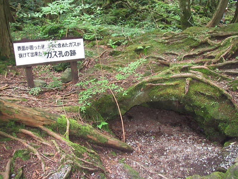 雨の合間の 青木ヶ原樹海 ハイキング 花と緑を追いかけて