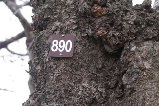 サクラの木にも“マイナンバー”．．．五稜郭公園 - 残しておきたい今日の１枚