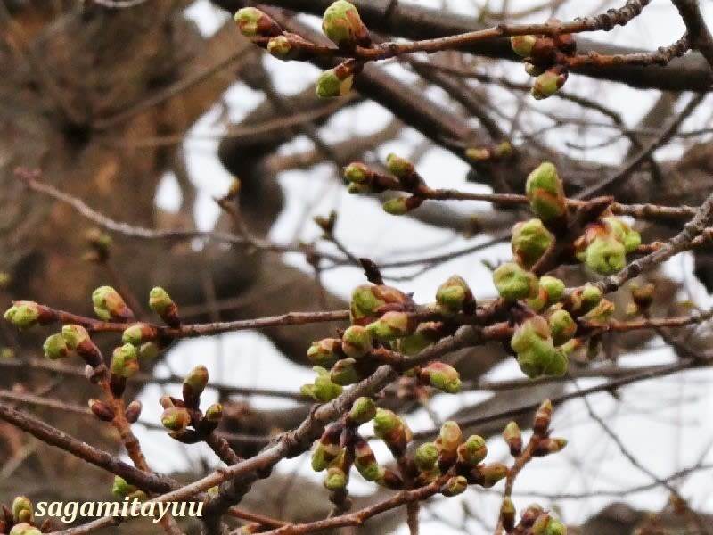 相武台gpの 河津桜 が開花へ蕾を膨らませて 相模太夫の旅録 Tabi Log