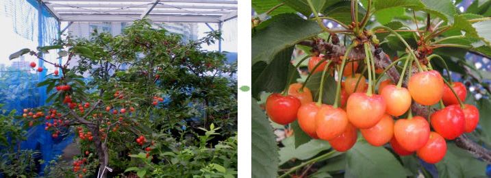 サクランボ栽培 のブログ記事一覧 屋上果樹園ブログ