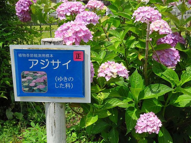 松山市地方の紫陽花標本観察 ｅｅｋの紀行 春夏秋冬