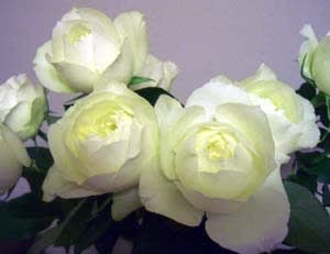 ブルゴーニュ という品種のバラを手元にブルゴーニュワイン飲む フレンチシェフとマダムの二人言