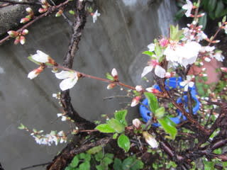 最新山桜桃梅は何と読む すべての美しい花の画像