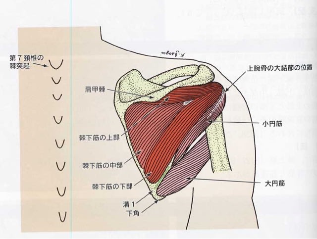 あなたは本当に肩の痛みを良くしたいのですか 棘下筋 小円筋 金沢市の整体院 樹 Tatsuki 勉強ノート