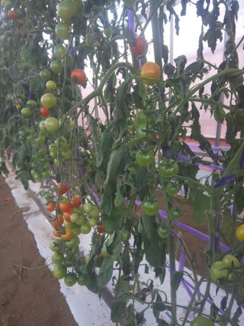 ミニトマト 終了 線虫対策の結果 翠の丘農園スタッフのブログ