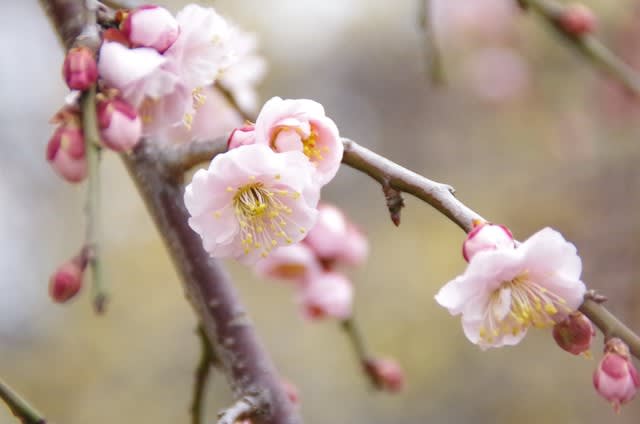 馬場花木園 2月に咲く花たち お散歩日和