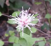 お花1 お花1