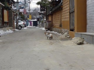 インサドン　ねこ