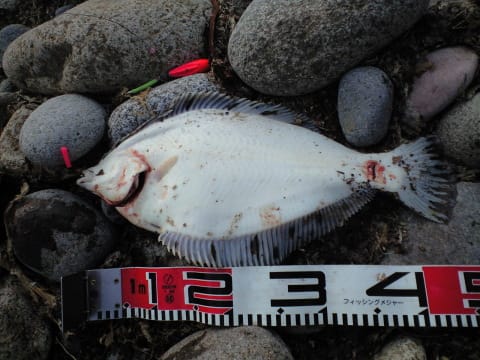 奥尻へ旅 釣 行 後編 釣りの結果は へたのヨコ釣り北海道日誌