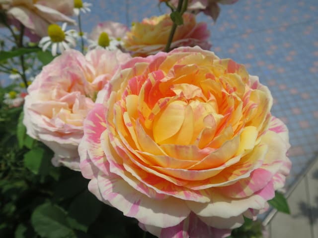 バラ クロード モネ 青空の庭園 ｍａｙｕ的 ゆる旬花ライフ のブログ カフェ ゆるく旬花 食材を愛でカフェ タイムをどうぞ