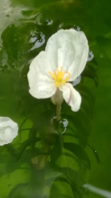 メダカの水草から小さな白い花が咲いていました サンタさんの草花