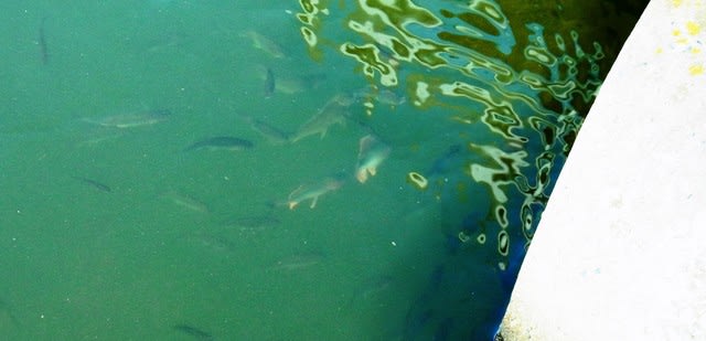 某水路のタナゴ類少し回復 私魚人 あいうおんちゅ 定年親父の魚三昧 タナゴ仕掛けとガサで出会った魚たち