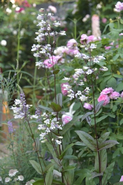 花だけでなく 実もステキだった ペンステモン ハスカーレッド 小さな庭の小さな幸せ チャッピーのバラ庭より