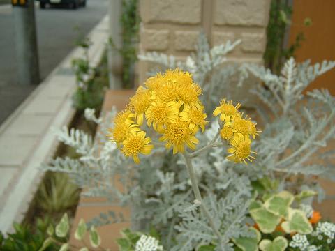 はじめて見る白妙菊の花です